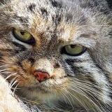 Манул. Russian big cat.
