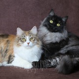 Сибирские котята из питомников IZ TVERSKOGO KNYAZHESTVA & LYUMUR. Siberian catteries from Russia
