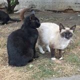 Коты Пушкинского