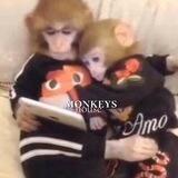 monkey house🙈
