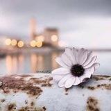 إرتياح . ❀ "•