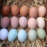 Bruteier 🐣 vom Ei zum Küken