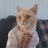 🐱 Кот Арестовича 🐈