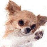 FerociousChihuahua