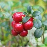 Брусника — Vaccinium vitis-idaea