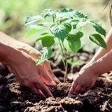کارشناس ترویج کشاورزی