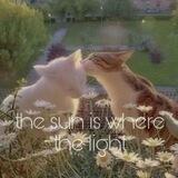 the sun is where the light [анкеты]