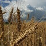 Ефремовка 🌾в сети 🌾