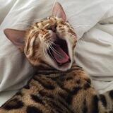 Котомем