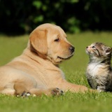 Natural Pets