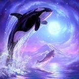 Orcinus Official (ORCAS)
