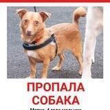 ПОИСК РЫЖИКА!