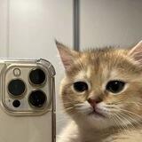 felis catus