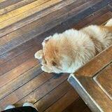 akun ig