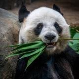 Bear's Dream