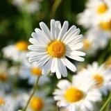 أقحوان 💚🌼
