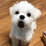 bark.