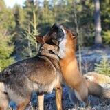 Тhese funny animals...