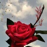 مَـٰشـآعِر فتـٰآهہ‌‏؍؍🪞🥀''