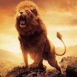 Lion Calls