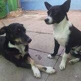 Un perro webú (shitpost)