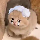 ᐢ. ֑ .ᐢ