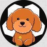 Poodle Football Inu