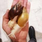 حلزون آچاتینا
