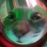 Мемные гифки с котами | Meme GIF Cats