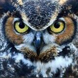 CryptoRex Shill Group