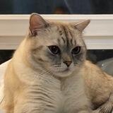Кот Ириска