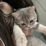 Картина Зависти