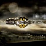 CAIMAN