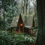 🌲 Forest
