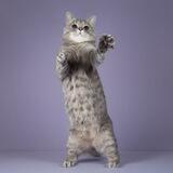 olgacat