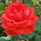 معجزه قرن
