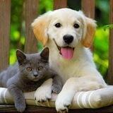 Cat&Dog_Минск