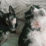 Тони и Кэми 🐶