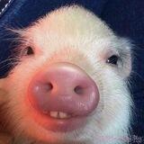 Minipig - минипиг - мини пиги