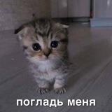 фанаты миссы❤️