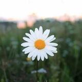 🌼 Moychechak gulim 🌼