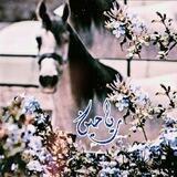ۦرَيٱحِيـنۦ٭۬ﮧ۬
