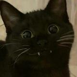 KITTYGRAM DAILY NEWS