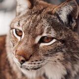 Lynx and husky