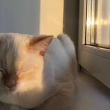 her eyes glow golden in the sun