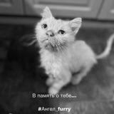 Ангел_furry