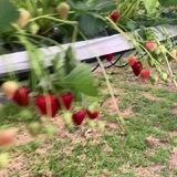 Agro Culture