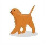 Chong Inu