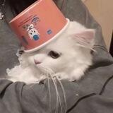 楠璃专注Q拉