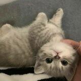 @ kittmen